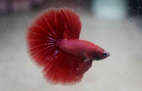 Wah! Nilai Ekonomis Ikan Cupang Capai Rp49 Miliar/Tahun