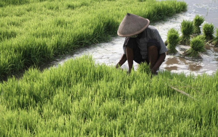 Petani Pangandaran Rasakan Manfaat Asuransi Pertanian