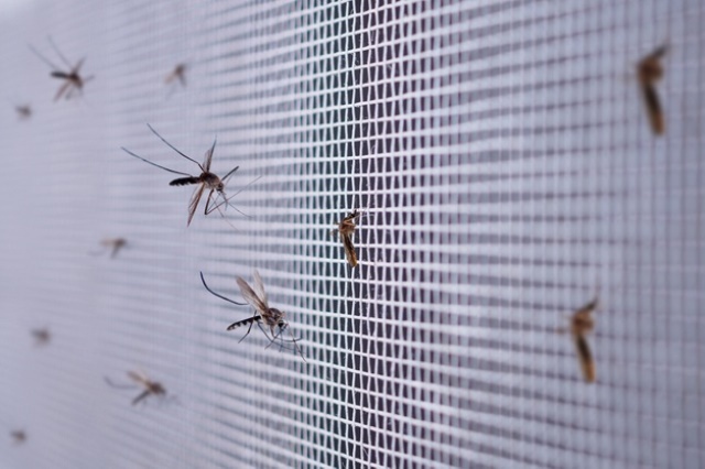 Lembaga Biologi Molekuler Eijkman Jakarta dan rekan menemukan bahwa sejumlah besar parasit malaria bersembunyi di limpa manusia. (Foto: Ilustrasi/Freepik.com)