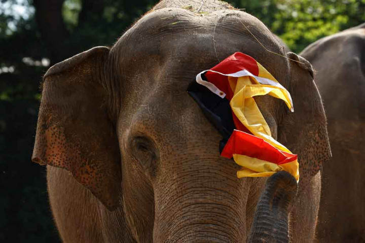 Saat Yashoda Prediksi Jerman Tundukkan Inggris di 16 Besar Euro 2020