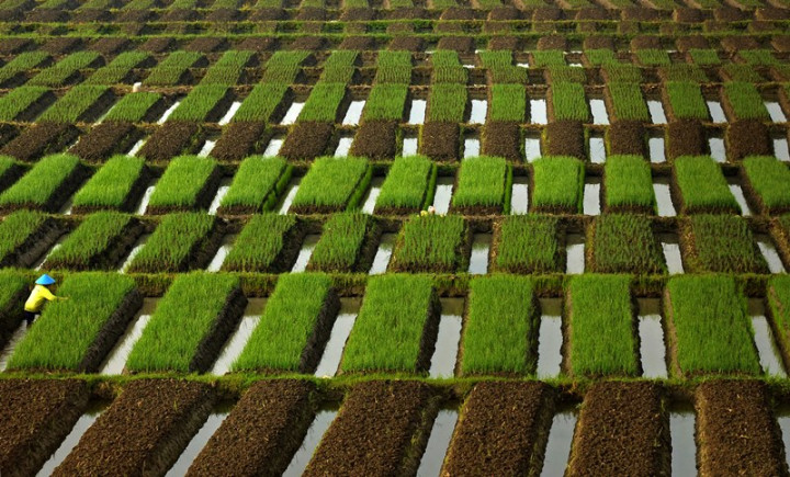 Antisipasi Kerugian Akibat Curah Hujan Tinggi, Petani Gunungkidul Diimbau Asuransikan Lahan