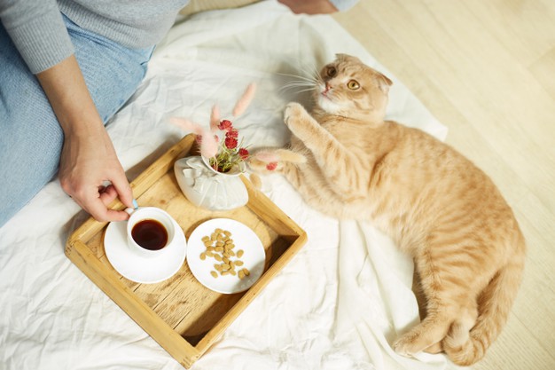 Waspada! Ini Mitos-mitos yang Beredar seputar Makanan Kucing