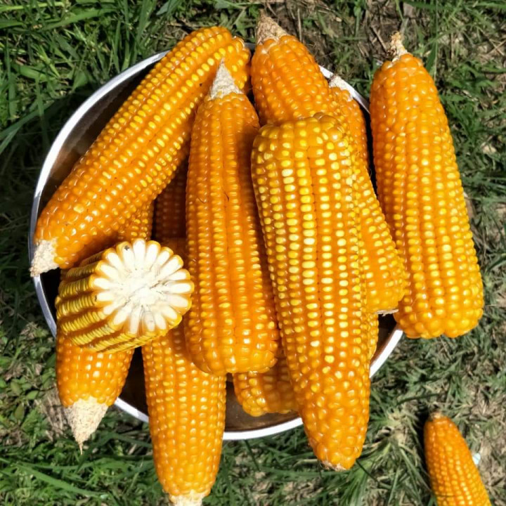 Pemkab Aceh Jaya Gandeng BI Tingkatkan Produksi Jagung