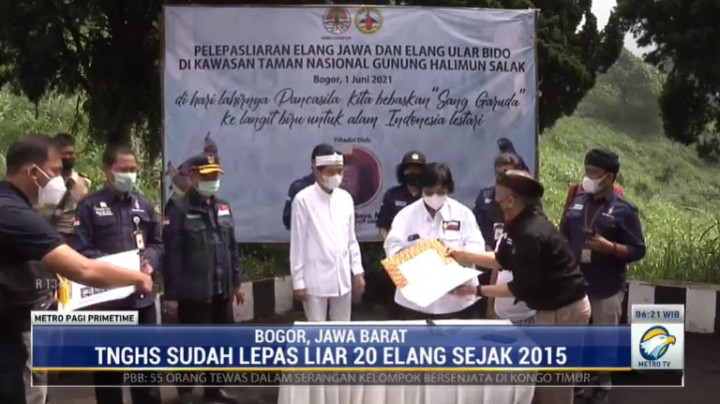 Elang Saker Dilepasliarkan Menghindari Ancaman Kepunahan