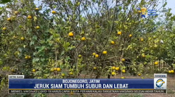 Segarnya Omzet Jeruk Siam Bangkitkan Perekonomian Desa Tulungrejo