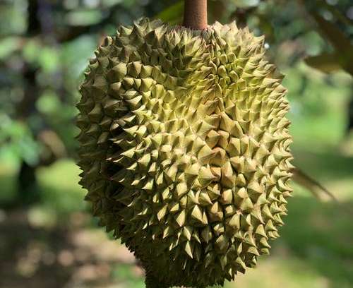 Ajaib, Ada Pohon Nangka Berbuah Durian!