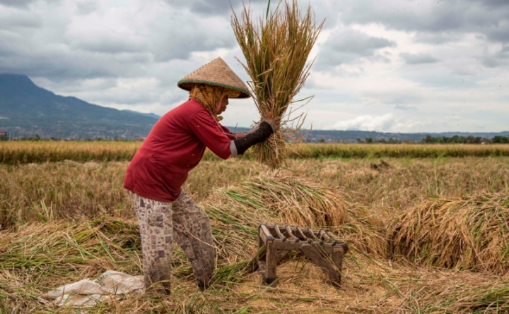Bulog Diminta Segera Serap Gabah Petani Karawang