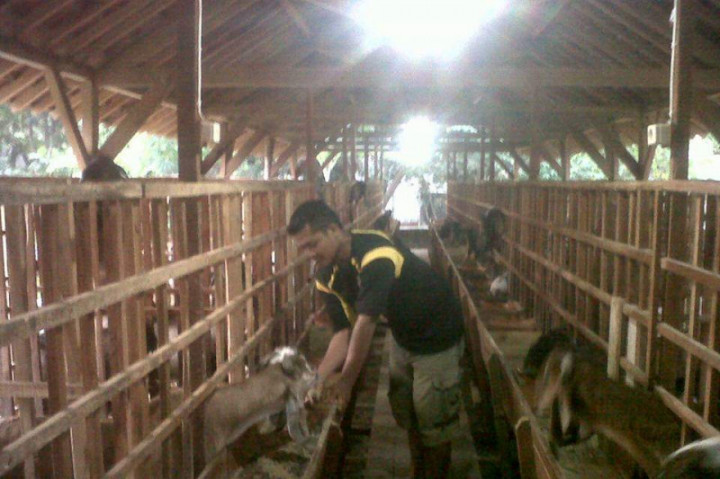 PPKM Darurat Pengaruhi Penjualan Hewan Kurban di Tulungagung