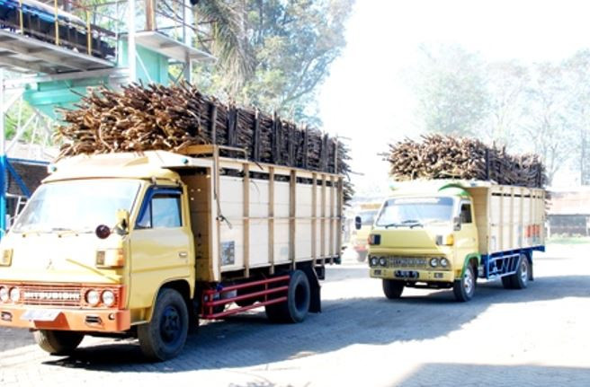 Strategi Kementan Jaga Produktivitas Tebu Nasional