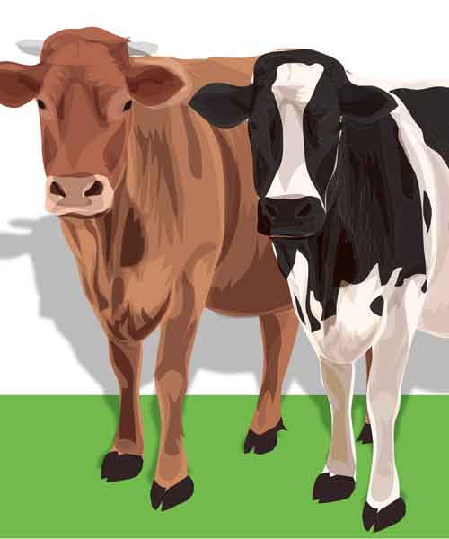 Melihat Potensi Usaha Hewan Ternak, Sebagai Penunjang Perekonomian