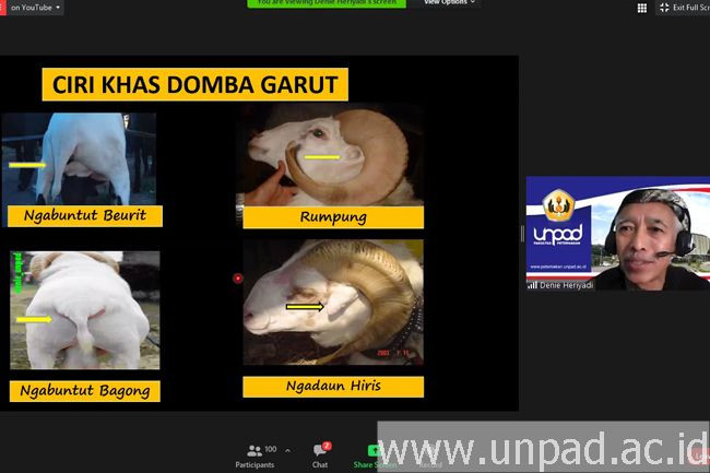 Dosen Unpad Beberkan Ciri Khas Domba Garut, Spesies Asli Indonesia