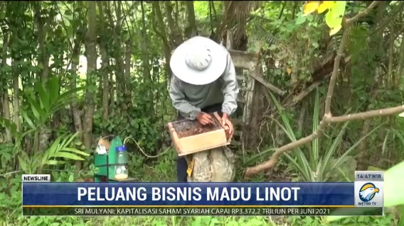 Budidaya Madu Linot Jadi Primadona di Aceh