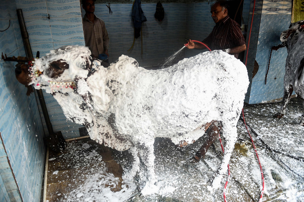 Tempat Cuci Mobil di Karachi Berubah untuk Mandikan Hewan Kurban