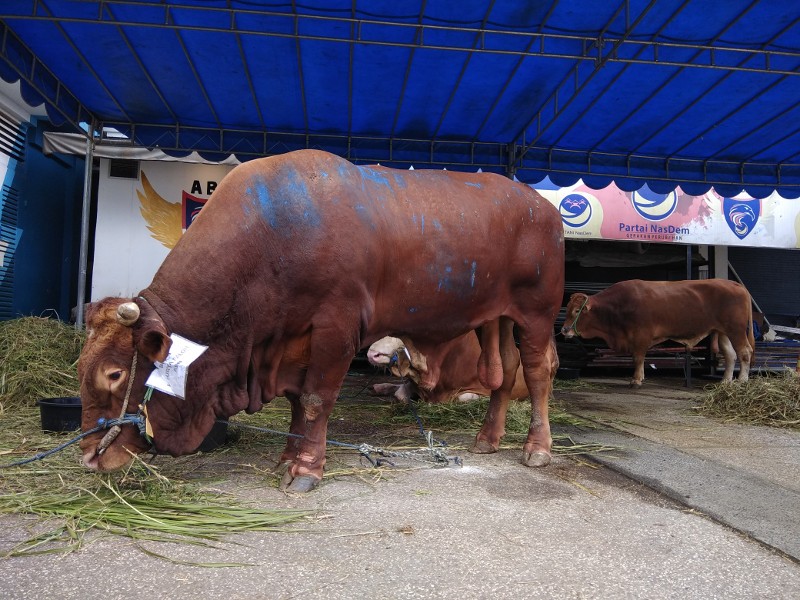 Begini Cara Merobohkan Sapi Kurban Dengan Mudah - Medcom.id