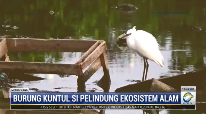Egretta Garzetta, Burung Kuntul Si Pelindung Ekosistem Alam