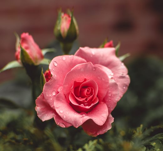 Bunga ini wangi dan cantik. Bisa kamu rawat di taman kecilmu. (Foto: Ilustrasi/Unsplash.com)