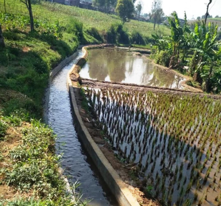 Kerja Sama dengan Jasindo, Kementan Tegaskan AUTP Solusi Mencegah Kerugian Petani