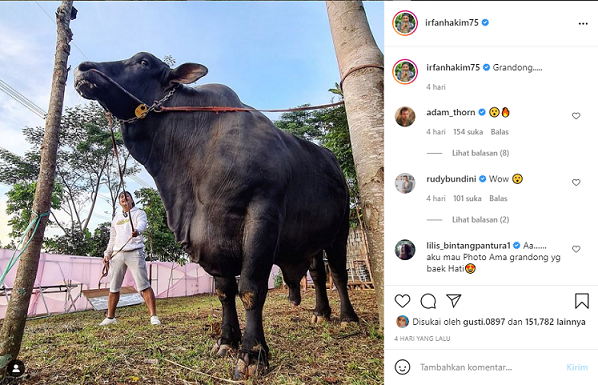 Takjub, Sapi Kurban Irfan Hakim Capai Berat 1,3 Ton Mirip Gajah!