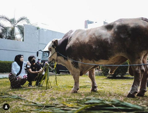 Yuk! Intip 5 Selebritas yang Berkurban, Ada Sapi Sampai 1,4 Ton
