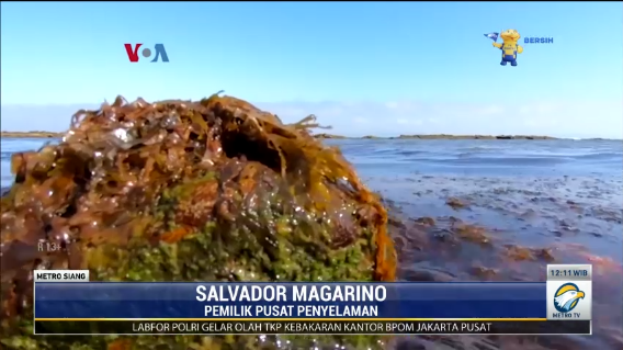 Ganggang Laut Invasi Pantai Selatan Spanyol