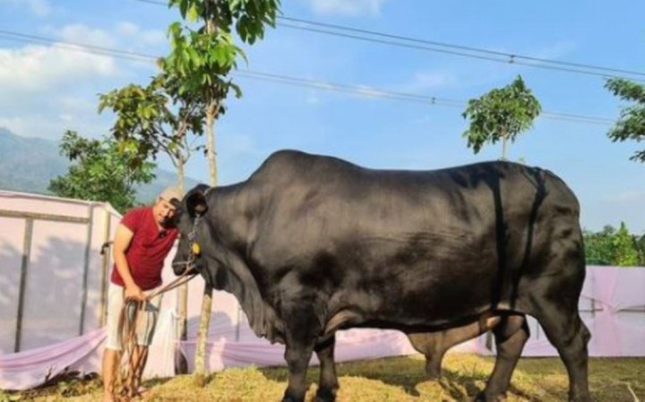 Diseruduk Sapi Kurban Miliknya, Begini Reaksi Irfan Hakim