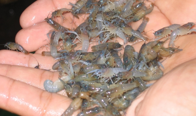 Indonesia Ajak Vietnam Perangi Penyelundupan Benur Lobster