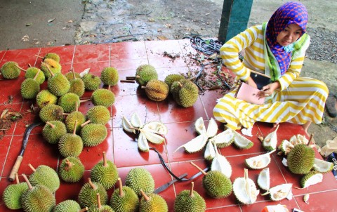 Pontianak Banjir Durian