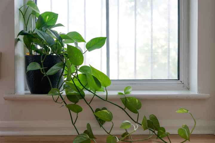 Populer Properti, Modus Mafia Tanah hingga Penyebab Tanaman Hias Rontok