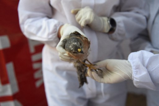 India Laporkan Kematian Pertama Akibat Kasus Flu Burung