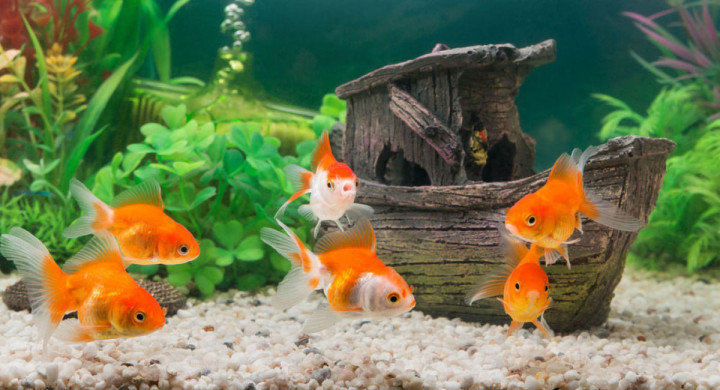 Jenis dan Jumlah Ikan Bisa Bawa Hoki bagi Pemilik Akuarium