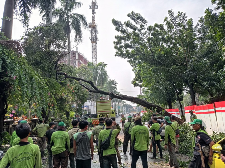 Pohon Tumbang di Cut Mutia Berada di Area Revitalisasi Stasiun Gondangdia