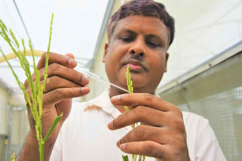 Filipina Setujui 'Beras Emas' Transgenik Dipoduksi Komersial