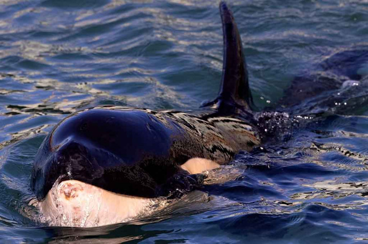 Duh, Bayi Orca di Selandia Baru Mati setelah Pencarian Induknya Sia-sia