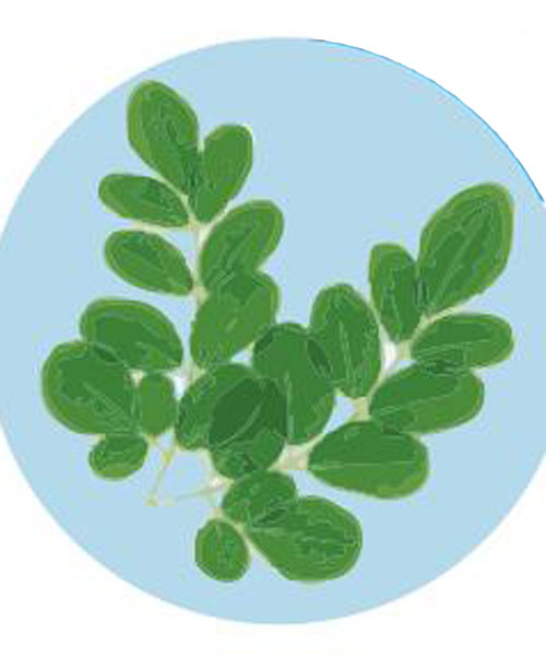 Antiseptik Unggulan Lokal Berbahan Kelor dan Patin