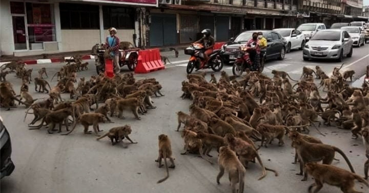 Dua Geng Monyet Bentrok di Tengah Jalan Thailand Berebut Makanan