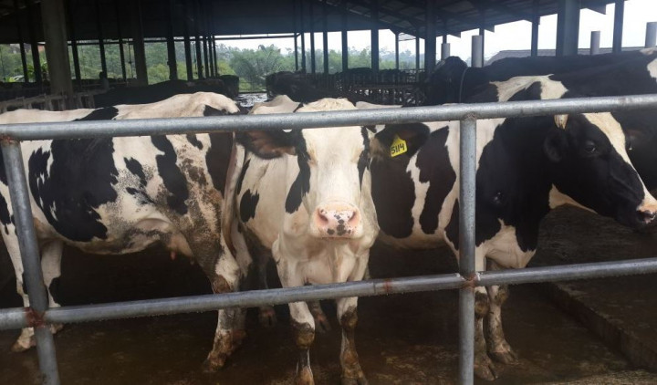 Strategi Sektor Pertanian Tekan Emisi Karbon