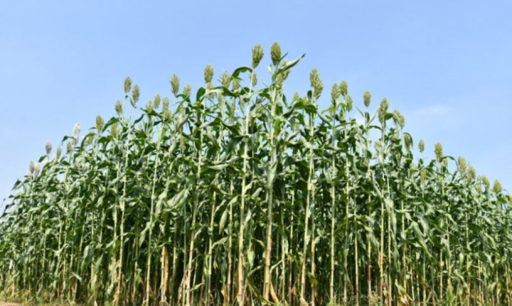 Kalbar Mulai Lirik Sorgum sebagai Sumber Pangan