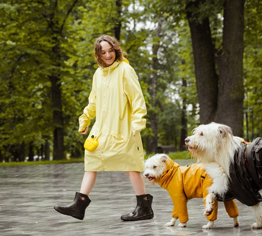 5 Cara Anjing Menunjukkan Cinta