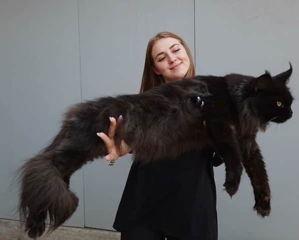 Ini tips merawat kucing maine coon yang bertubuh besar. (Foto: Dok. Instagram Catsaleua/@catsaleua)