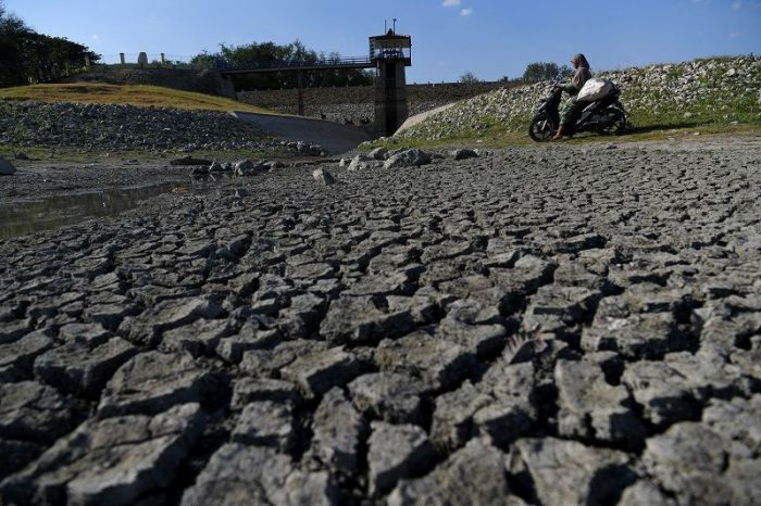 Ratusan Hektare Sawah di Manggarai Barat Kekeringan