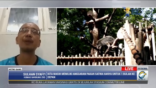 Miris, Bandung Zoo Terpaksa Potong Rusa untuk Pakan Harimau