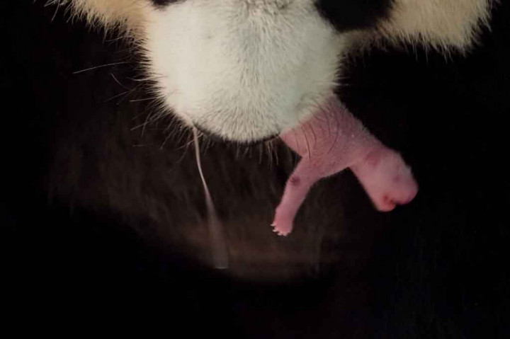 Foto: Panda di Kebun Binatang Prancis Lahirkan Bayi Kembar