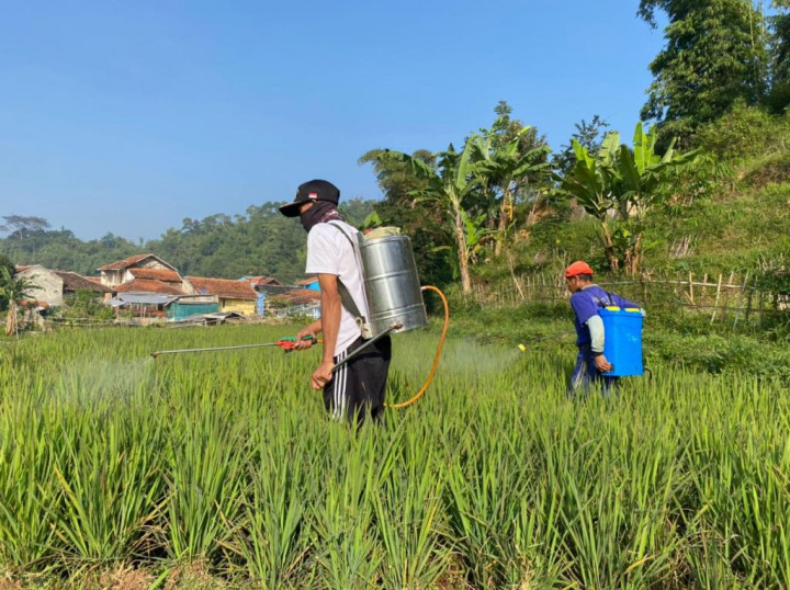 Ratusan Hektare Sawah di Manggarai Barat Kekeringan, Kementan Ingatkan Ikut AUTP