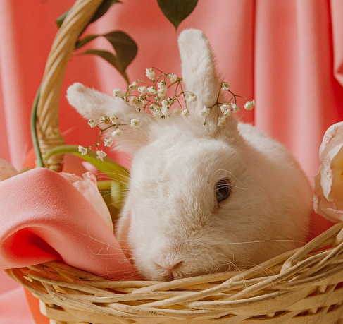 5 Hal yang Perlu Diingat saat Pelihara Kelinci di Dalam Rumah