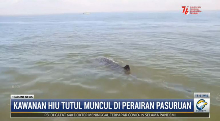 Pemandangan Eksotis, Kawanan Hiu Tutul Muncul di Perairan Pasuruan