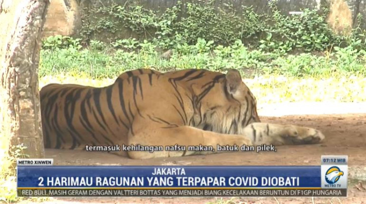 Penjelasan Dokter Hewan Kenapa Harimau Ragunan Bisa Terpapar Covid-19