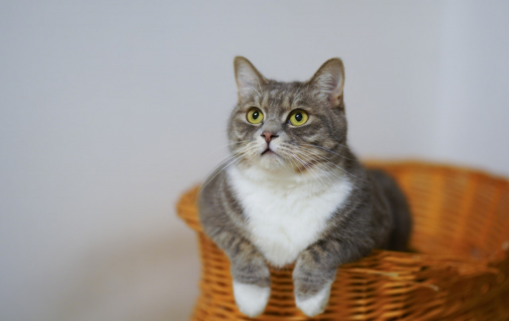 Ilustrasi Hari Kucing Sedunia. Foto: Cats Coming/Pexels