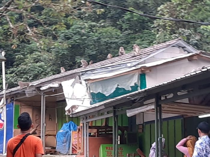 Ratusan Monyet Jarah Warung Makan di Kawasan Wisata Gunung Galunggung