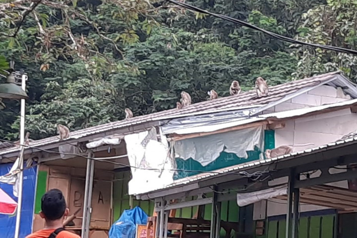Ratusan Monyet Jarah Warung Makan di Objek Wisata Gunung Galunggung