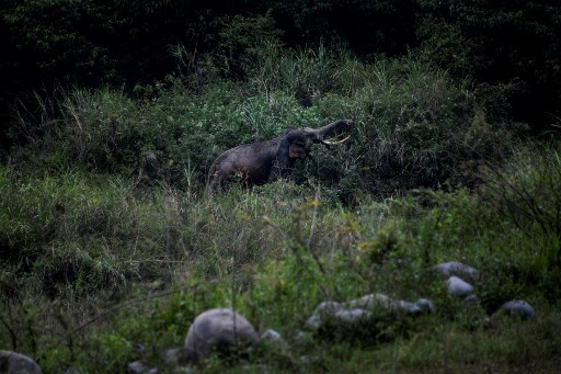 Kawanan Gajah Pengembara di Tiongkok Akhirnya Pulang ke Habitat